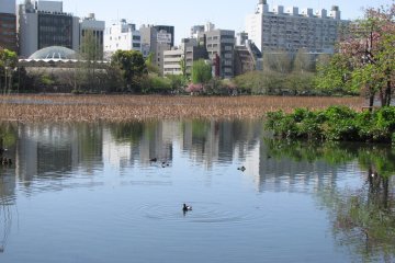 Shinobazu Pond