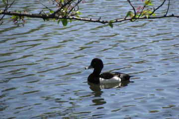 Real duck