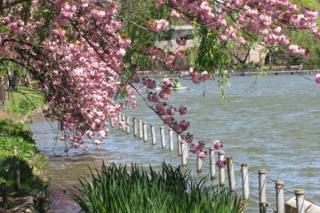 Sakura above water
