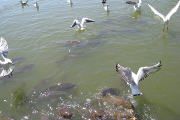 Carp and seaguls