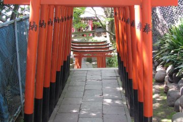 Inari torii