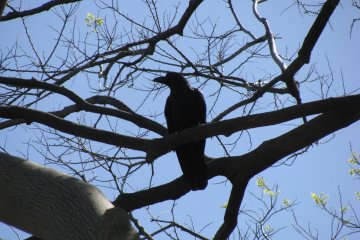 Many crow live in the park