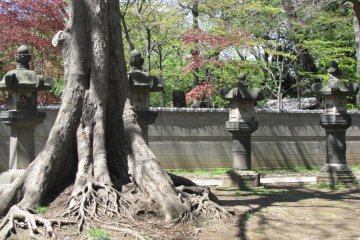Strong tree roots