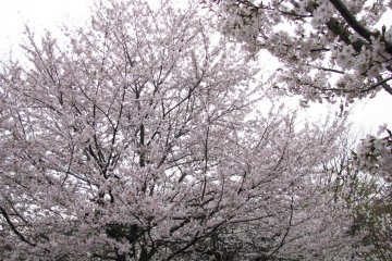 Sakura is an amazing sight