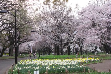 Besides sakura, there are beds of tulips and other flowers