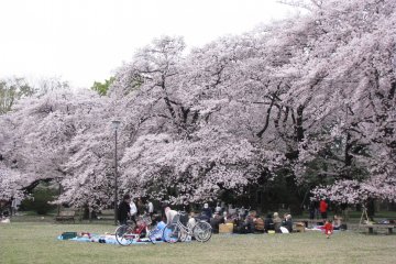 Picnic under sakura