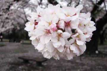 Very beautiful and delicate flowers