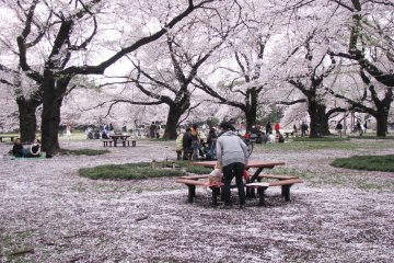 Hanami is falling down