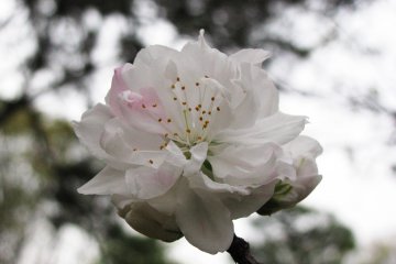 Sakura in twilight was unearthly beautiful!