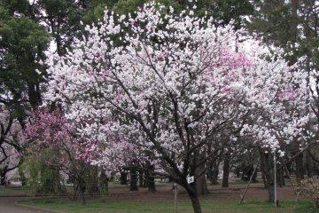 Pink and white together