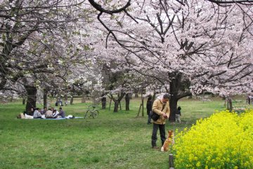 People take pets to Koganei park
