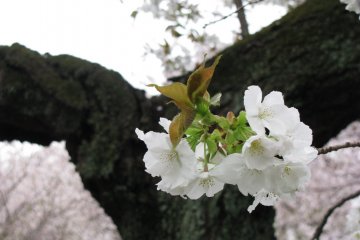 I like the contrast of sakura's trunk and blossoms