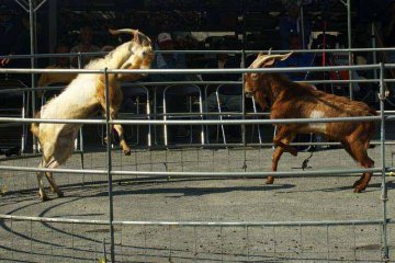 No matador required