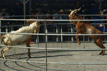 The goats naturally want to butt heads