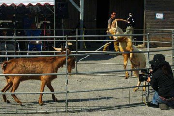 The goats are inside a metal ring