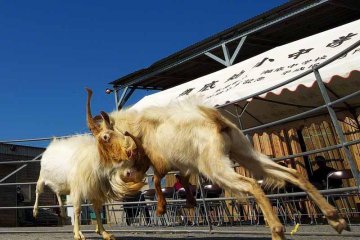 The loser is whichever goat quits first !