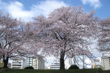 Hanami in Hiroshima