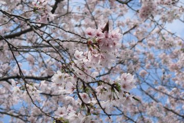 Beautiful sakura