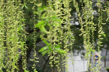 Young leaves