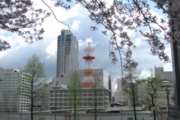 The view with sakura
