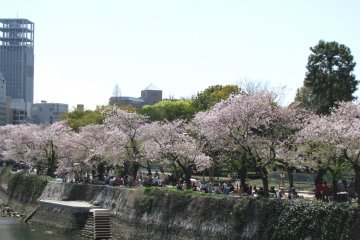 Picnics under sakura