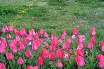 Tulips in sunset rays