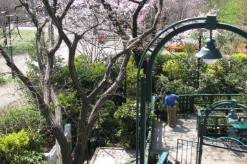 Nice views of sakura