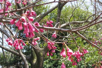 Bright spring blossoms
