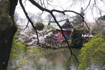 The view to the pond