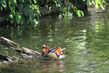 Mandarin duck