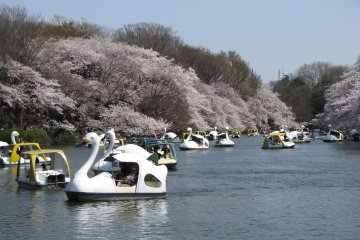 Duck boats were of great demand!