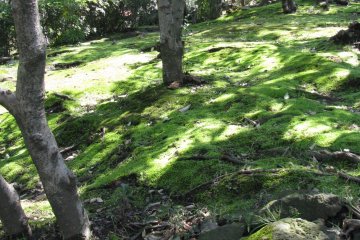 Moss is also traditional for many Japanese gardens
