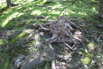 Trees and roots are my favorite objects to photograph