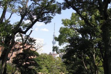 A pathway in the garden