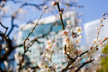 Backdrops around the garden include various skyscrapers - something you find only in Tokyo!