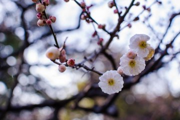 More white blossoms toward the back of the garden