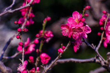 This plum blossom near the front of the garden receives good sunlight, and so was much fuller than others around the garden