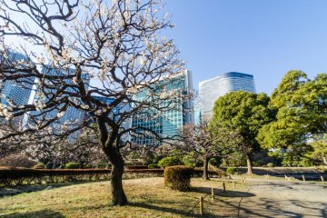 One of the blossoming trees along the walking path at Hamarikyu
