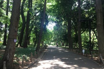 Jalur pejalan kaki di dalam taman