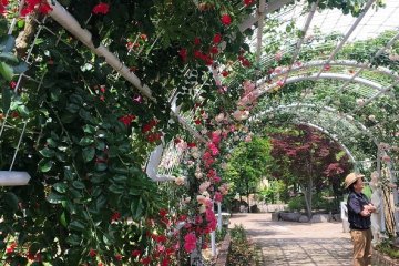 Flower tunnel
