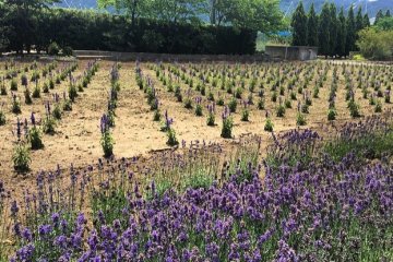 The lavender garden