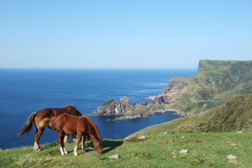 You walk through meadows of horses during your hike.