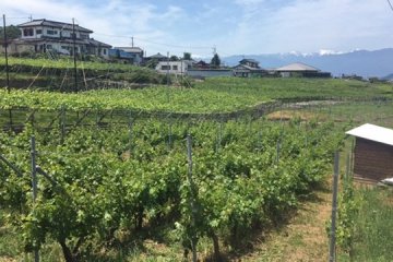 Vineyards behind the winery