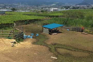 Area where sheep are kept