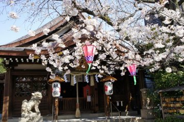 Cherry Blossoms in Kitano, Kobe