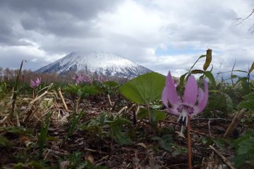 Spring has arrived in Niseko