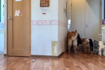 Area hewan dan anak-anak anjing di dalamnya