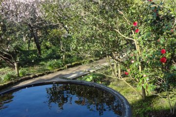 Water basin and flowers