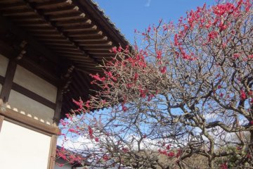Plum blossoms next to the main hall
