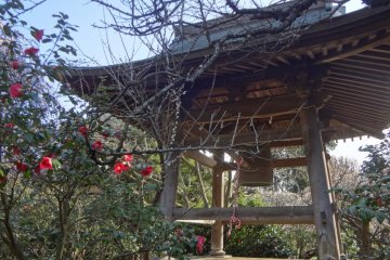 Bell hall and camellia